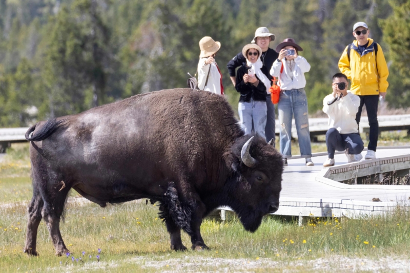 Bison Gores Florida Man in Yellowstone National Park