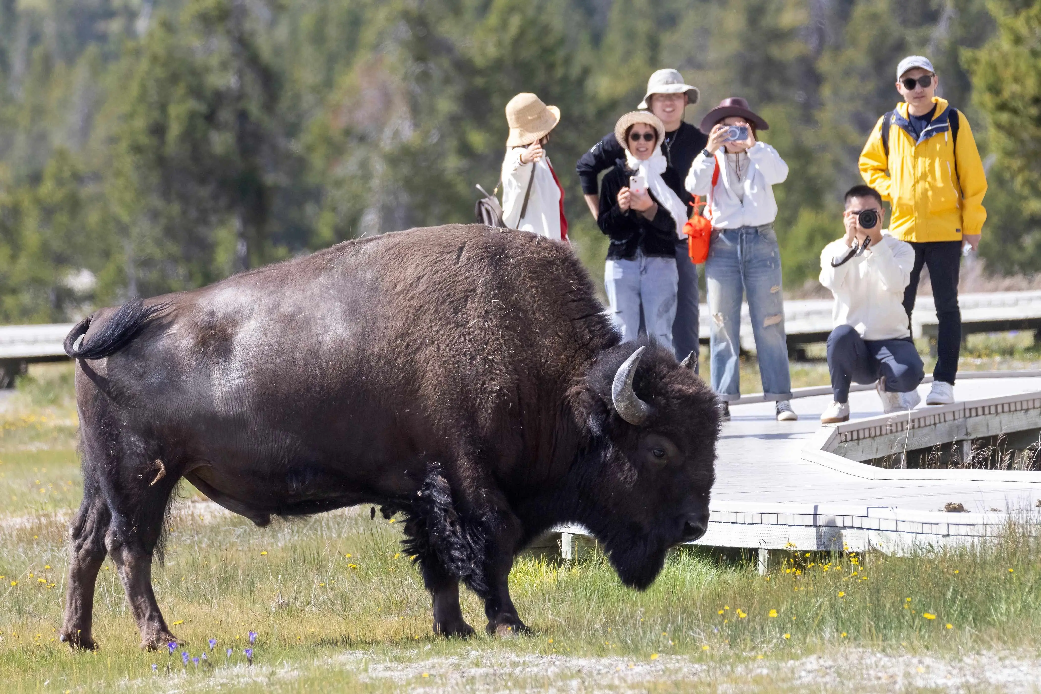 Bison Yellowstone