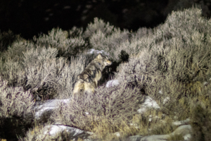 Another Reintroduced Wolf Dies in Colorado, Marking Sixth Death