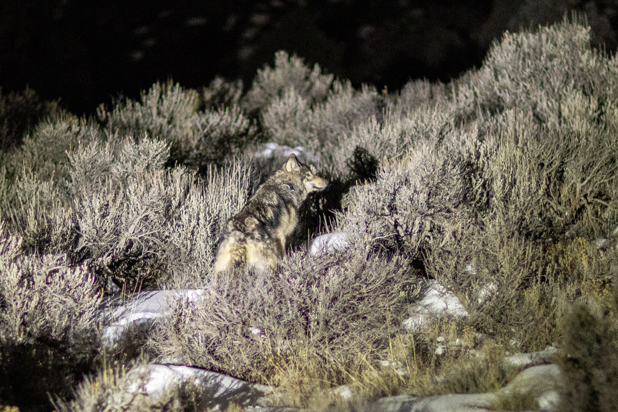A gray wolf released on the night of Jan. 14, 2025, by Colorado Parks and Wildlife biologists; (photo/CPW)