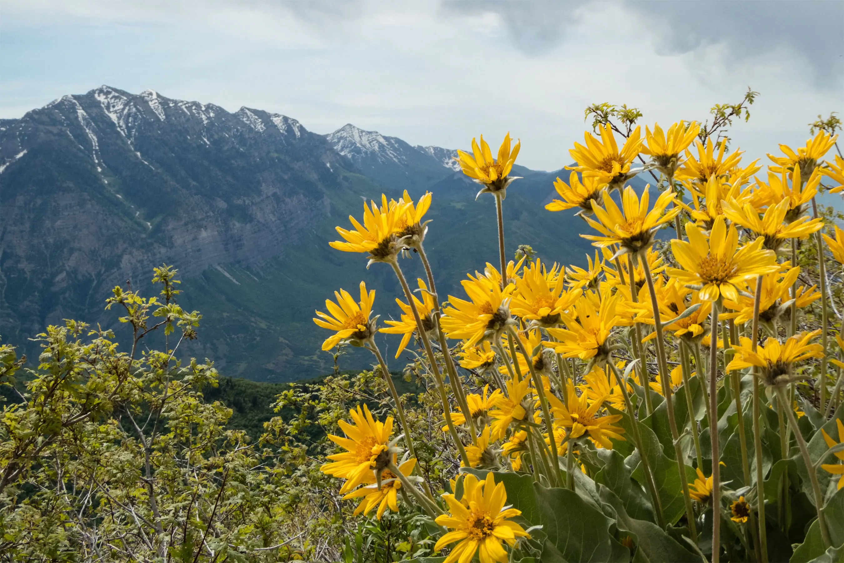 public lands sell off