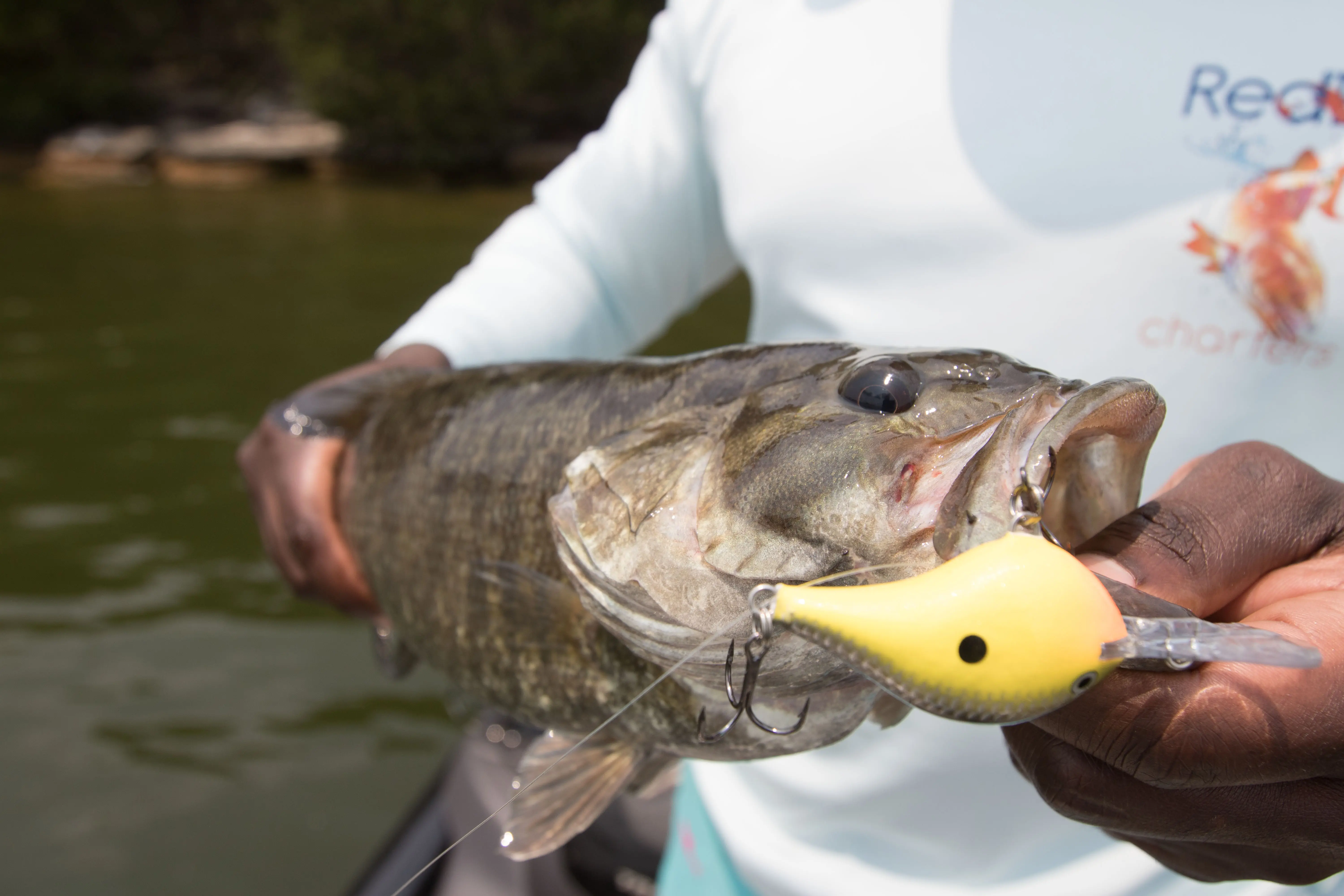 A crankbait in a smallmouth bass' mouth