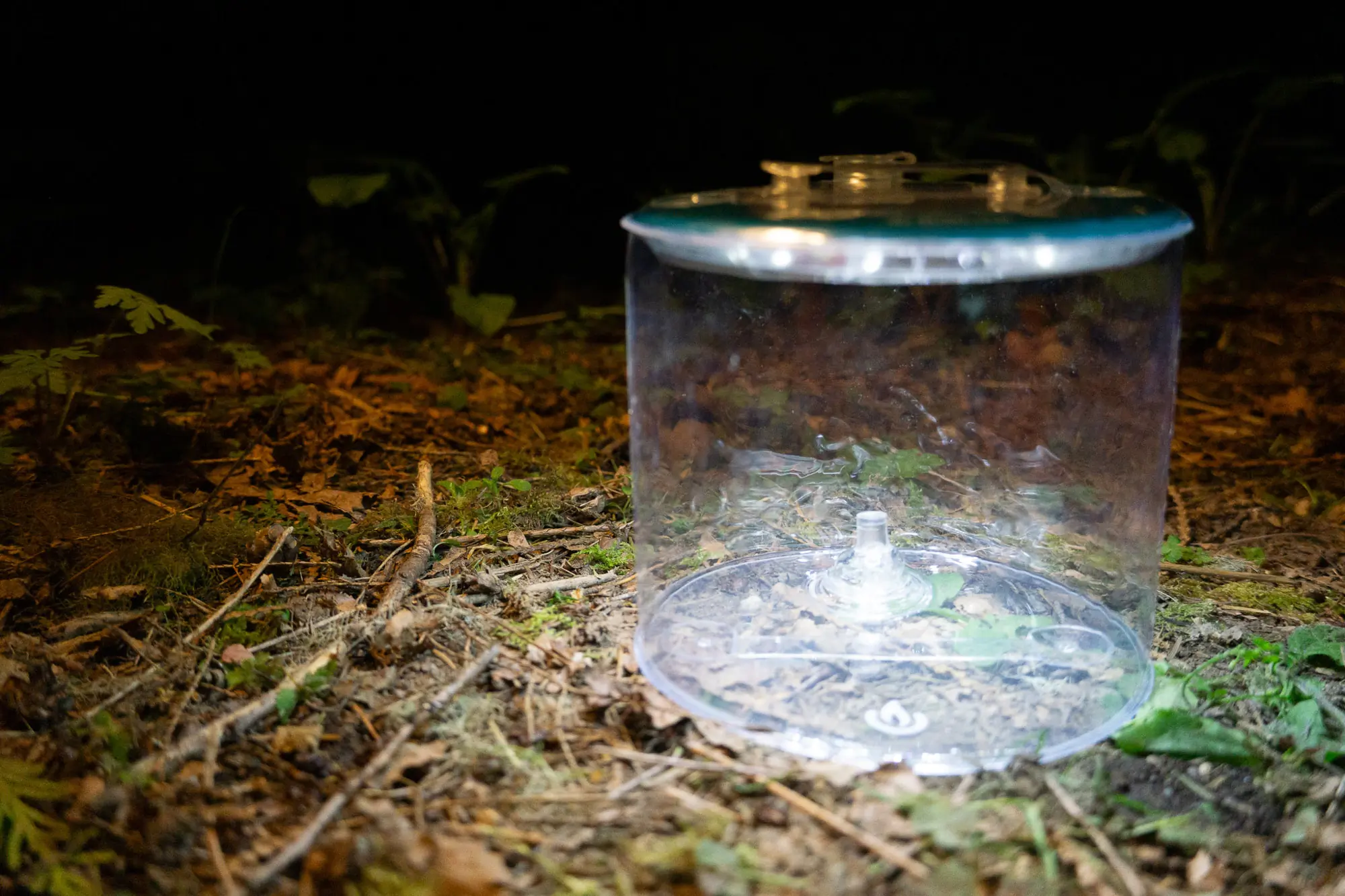 the biolite luci original clear lantern set on the forest floor, showing the high-definition cool white light