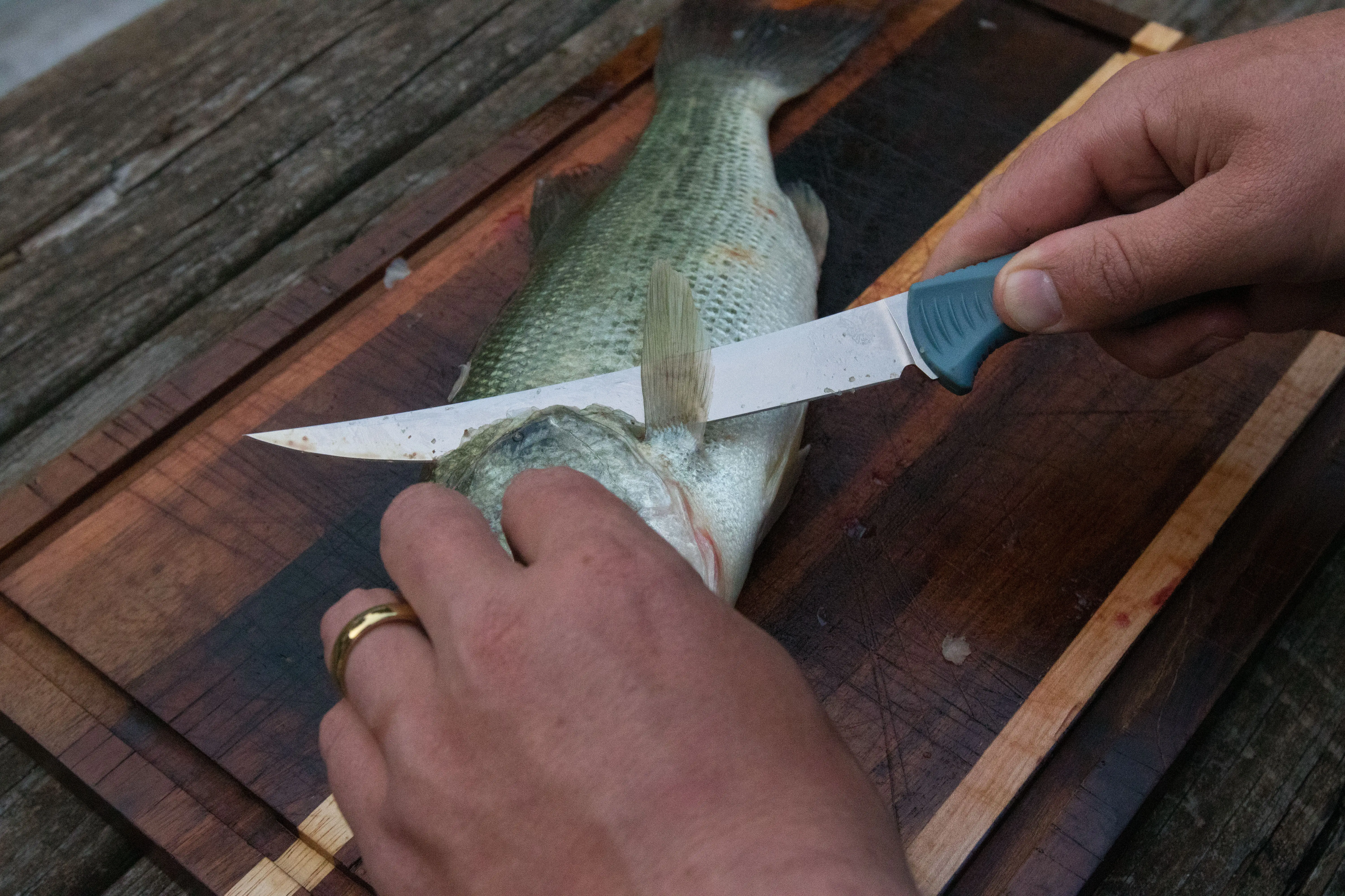 The Benchmade Fishcrafter cutting into a fish