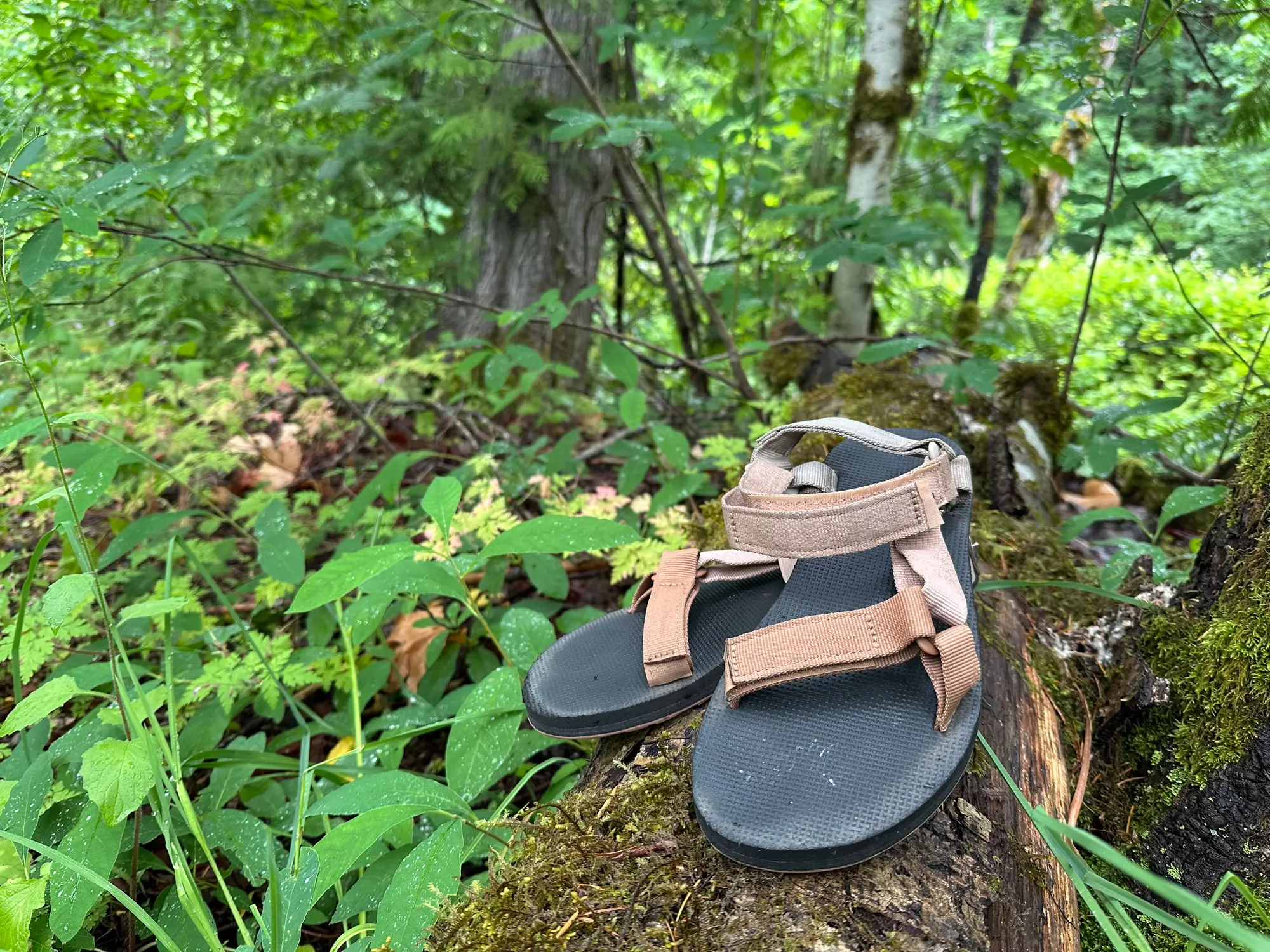 the teva original universal sandals sit on a log in washington state, surrounded by green spring growth