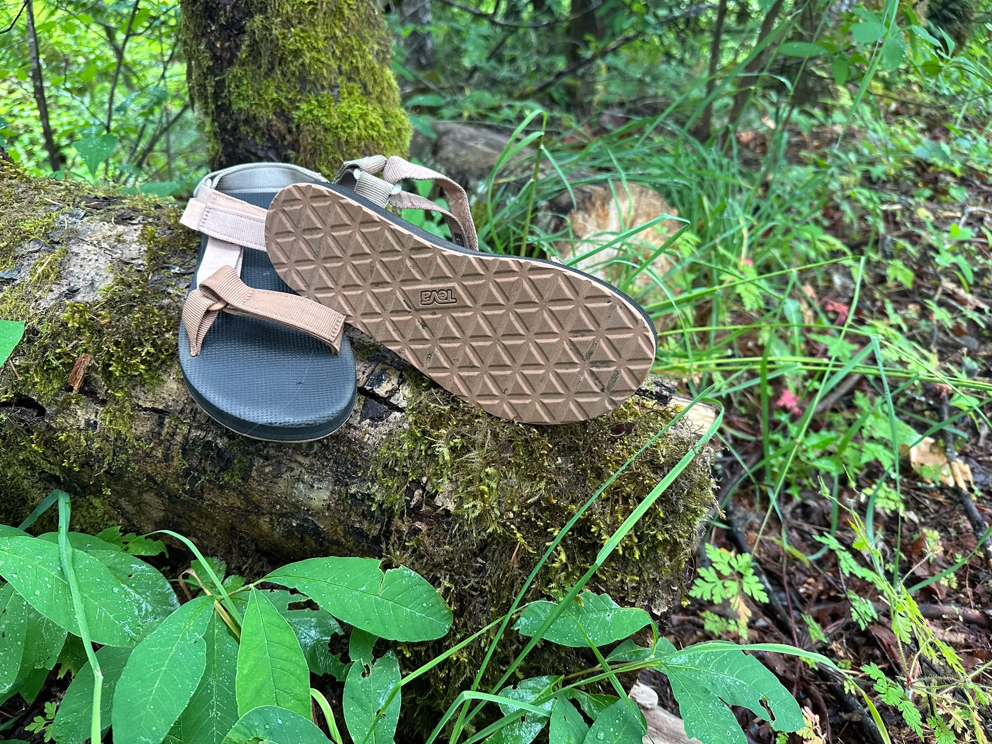 the teva original universal sandals lie on a log surrounded by green foliage