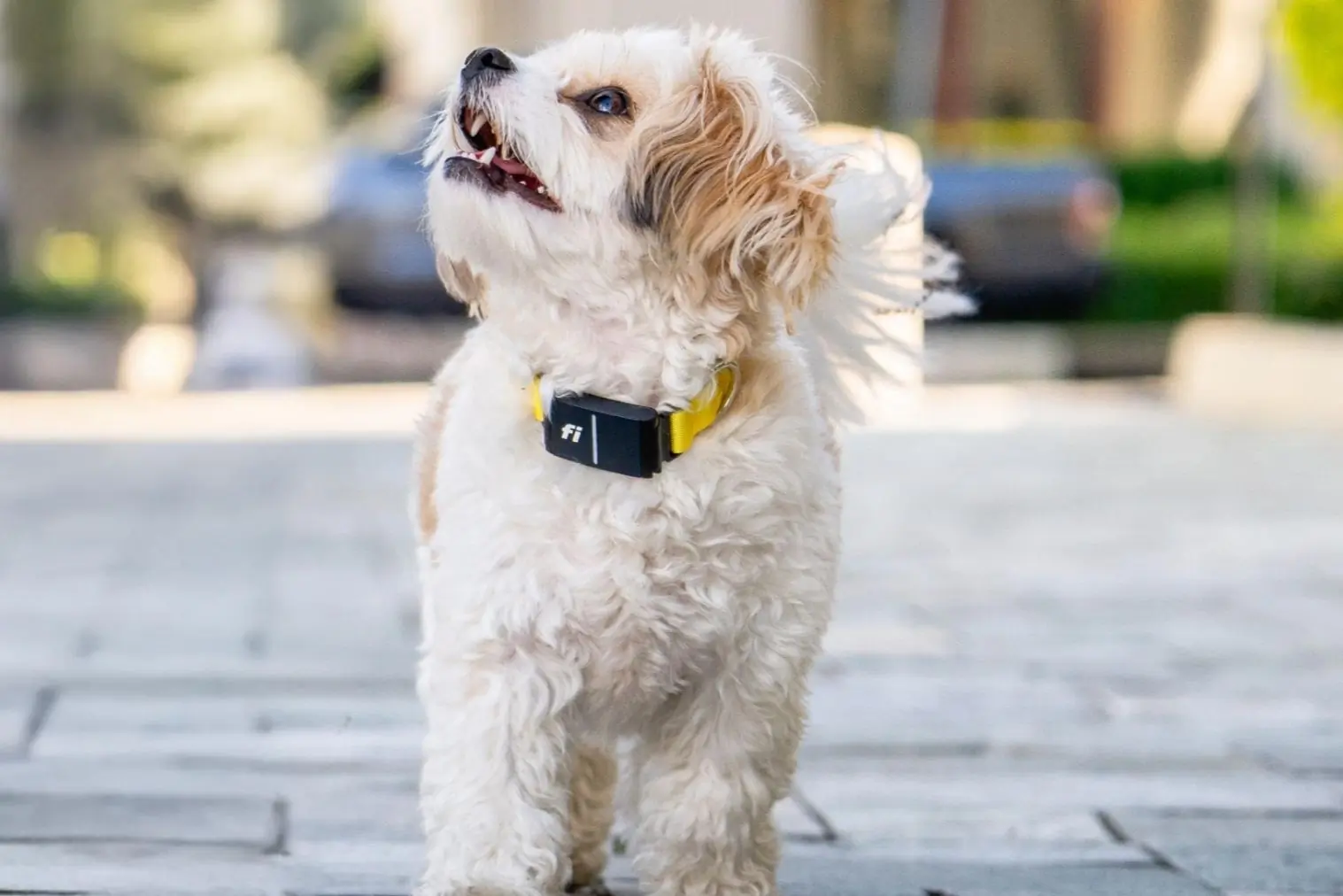 Dog wearing Fi Series 3+ collar