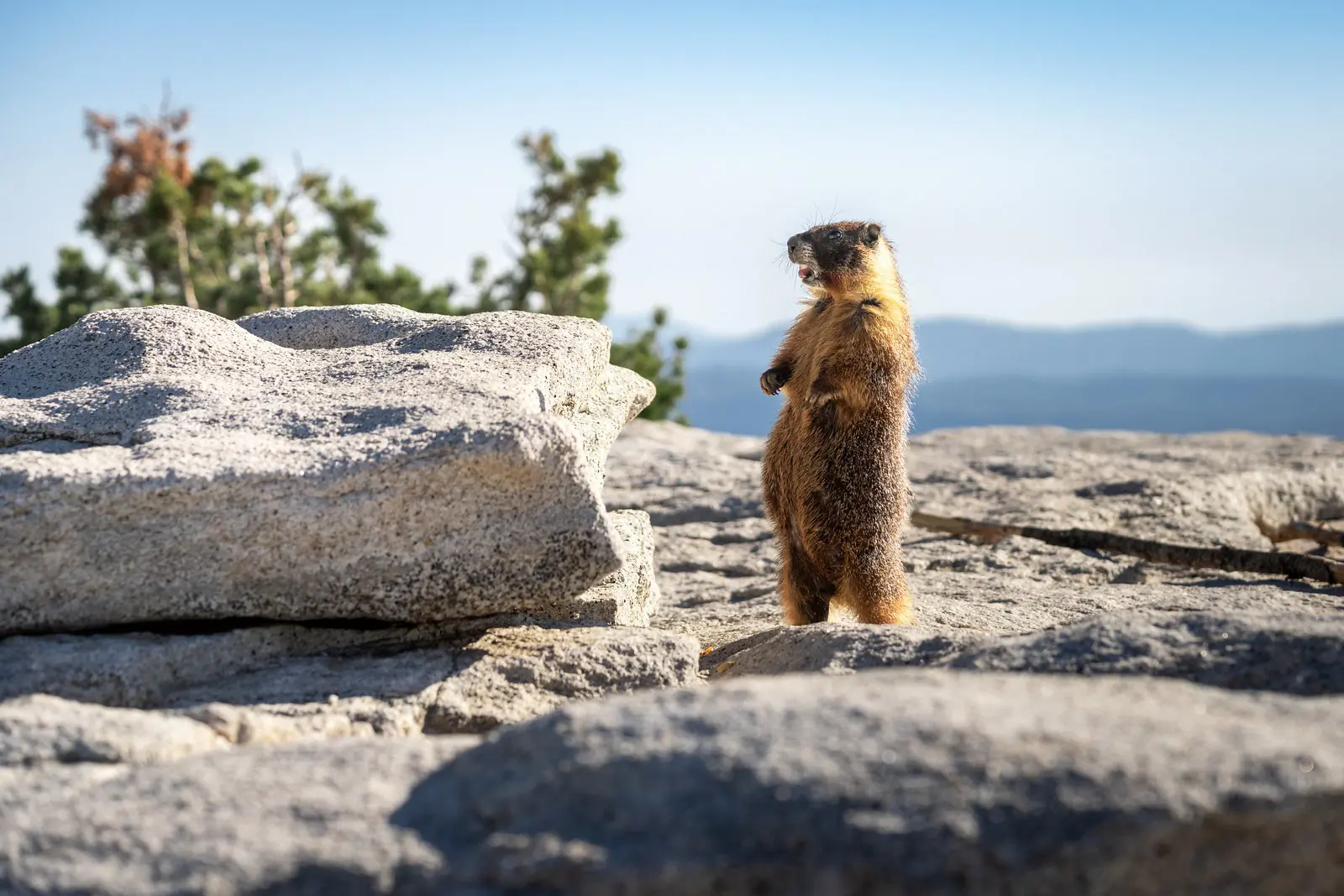 pct photo contest 2025 kevin mullen marmot