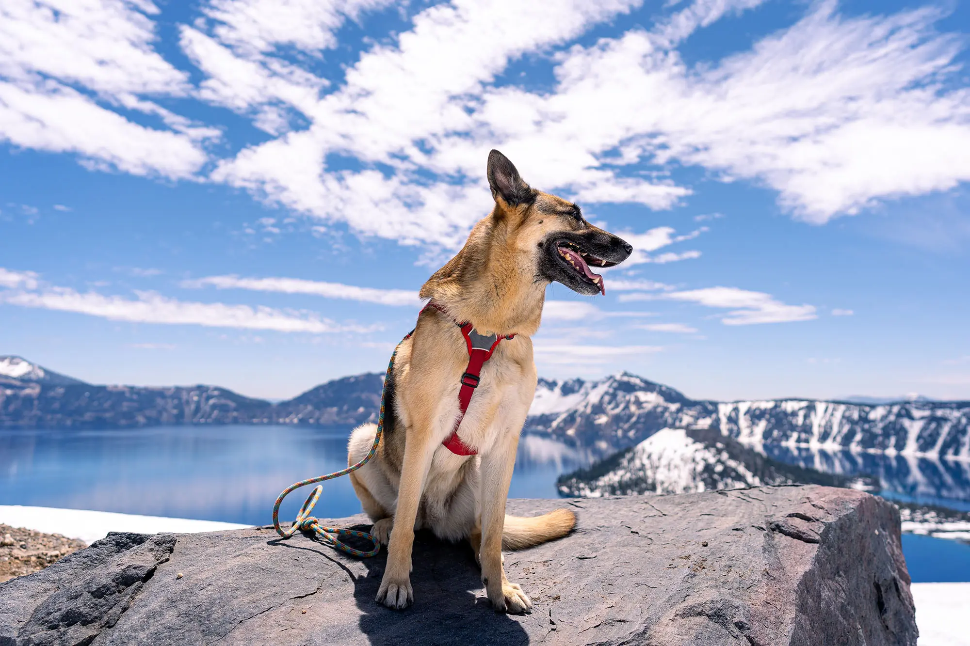 Is Zion National Park Dog Friendly: Essential Tips for Pet Owners