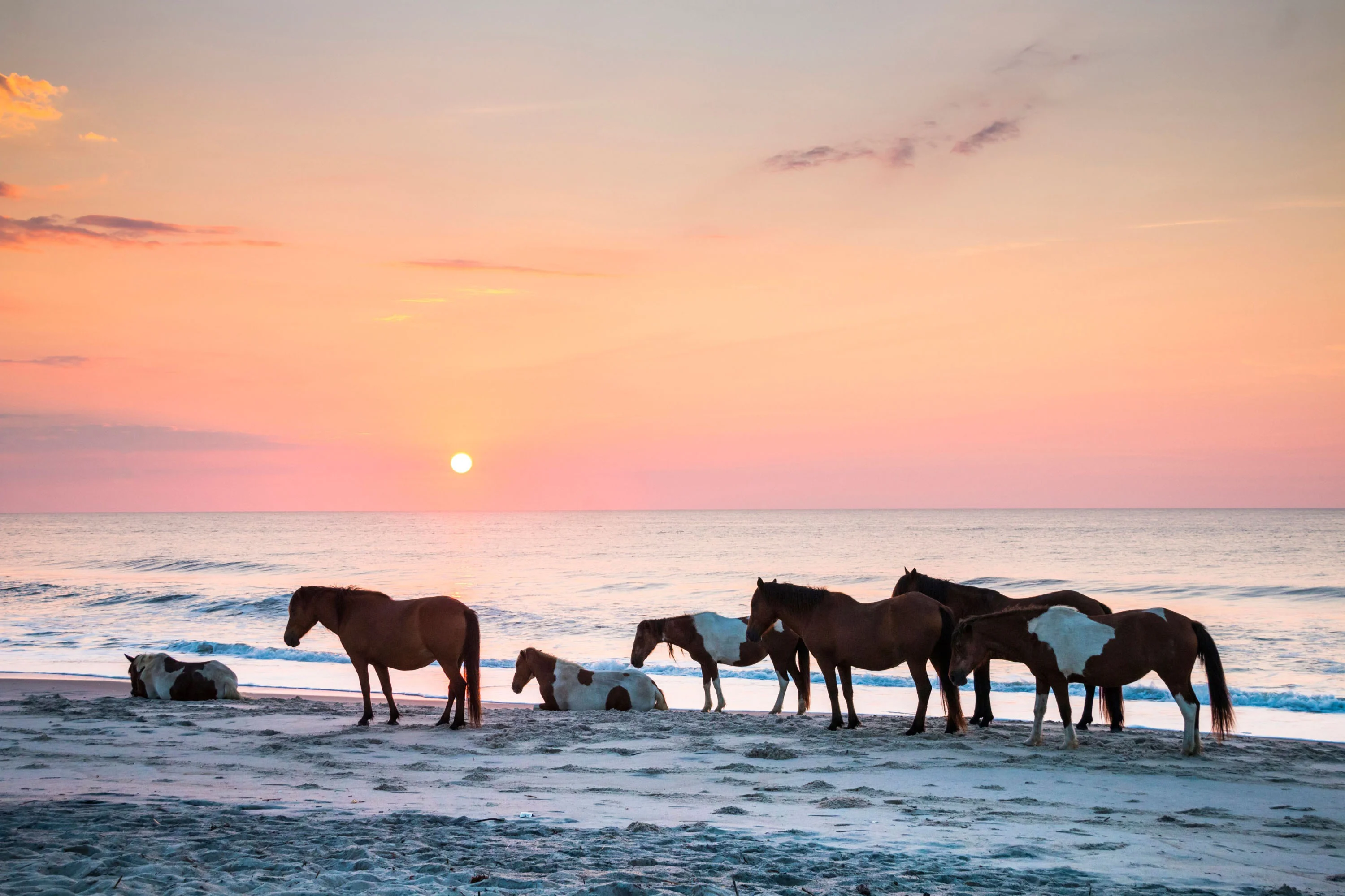 horses at assateague national seashore