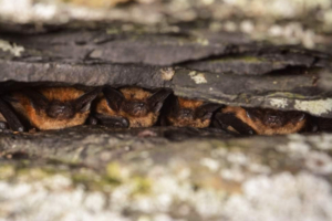 Climbers for bat conservation white nose syndrome