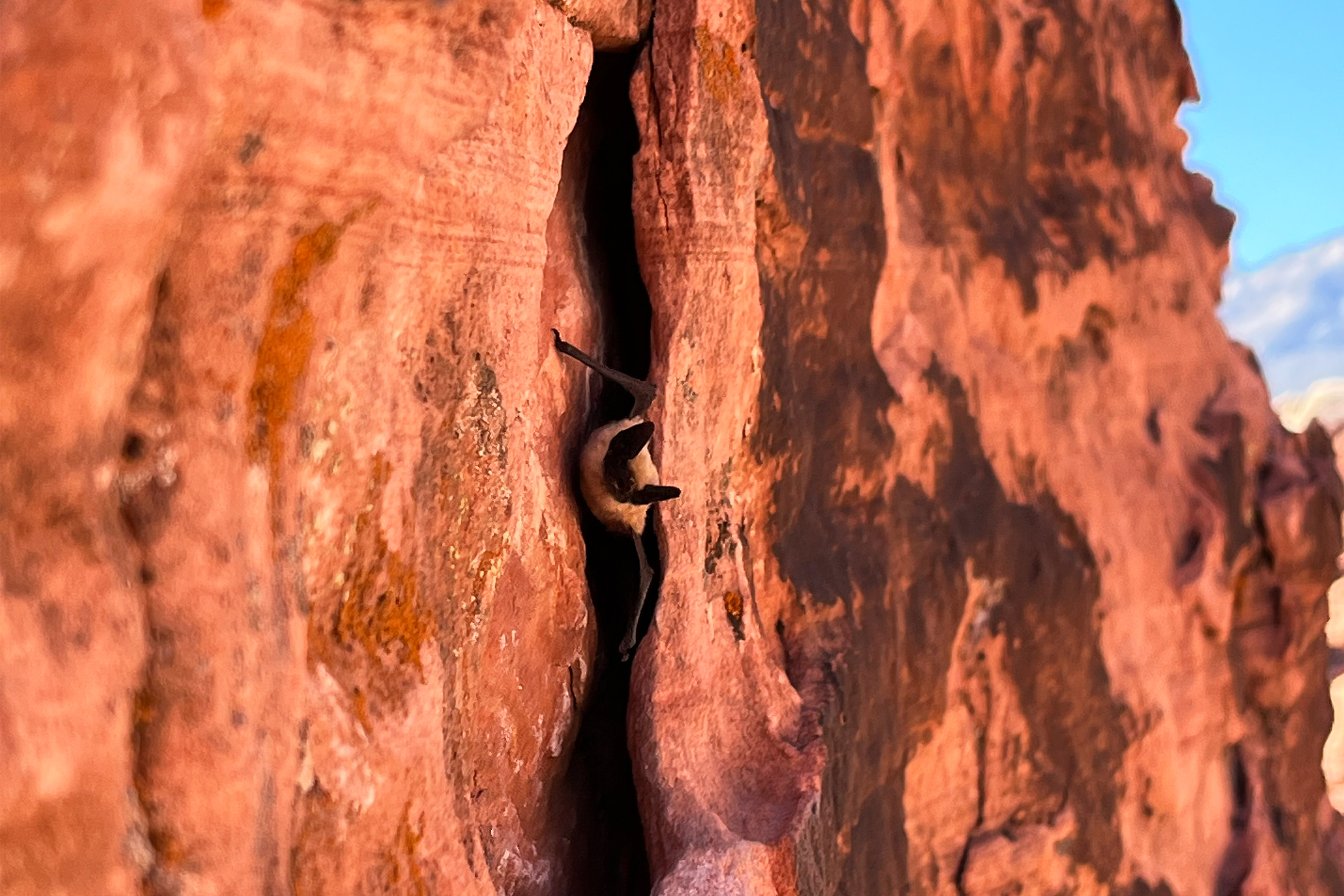 Climbers for bat conservation white nose syndrome