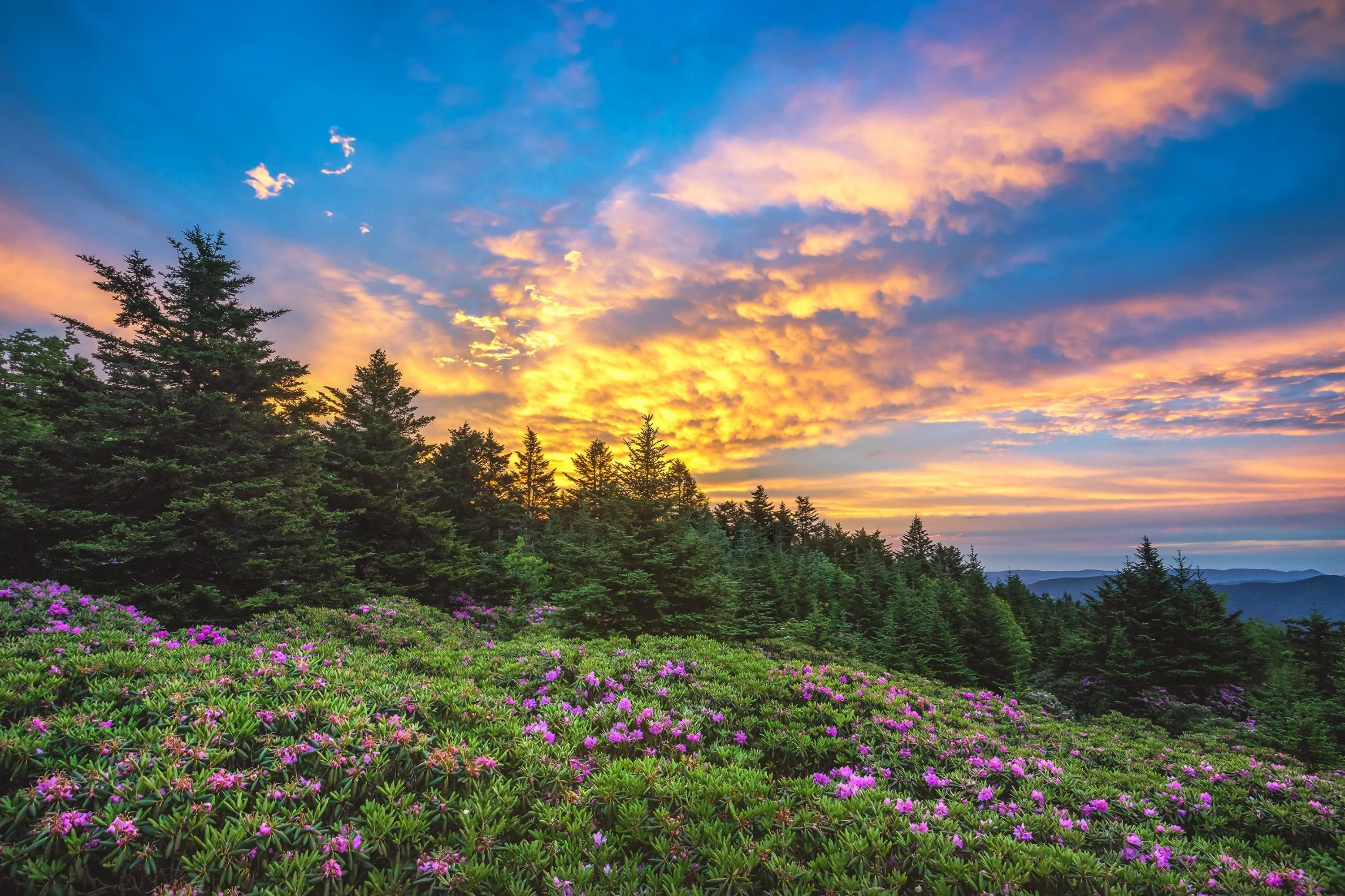 Rhododendron bloom at Roan Mountain