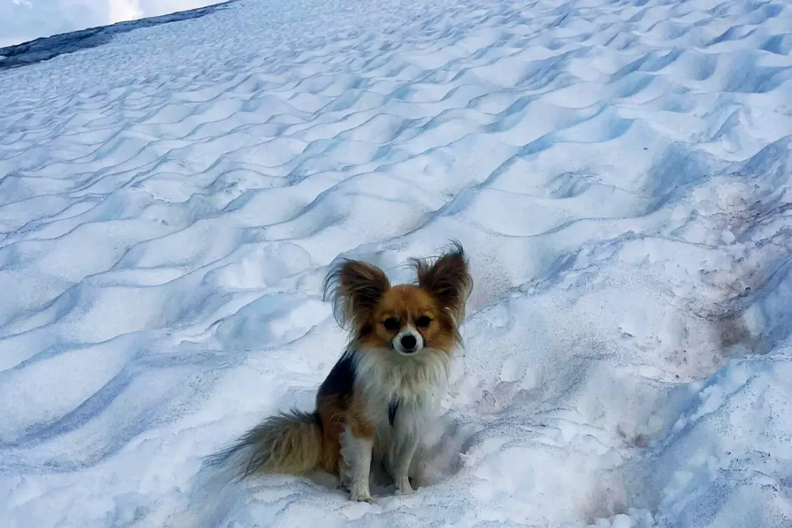 Chihuahua Saves Hiker’s Life After Fall Into Crevasse