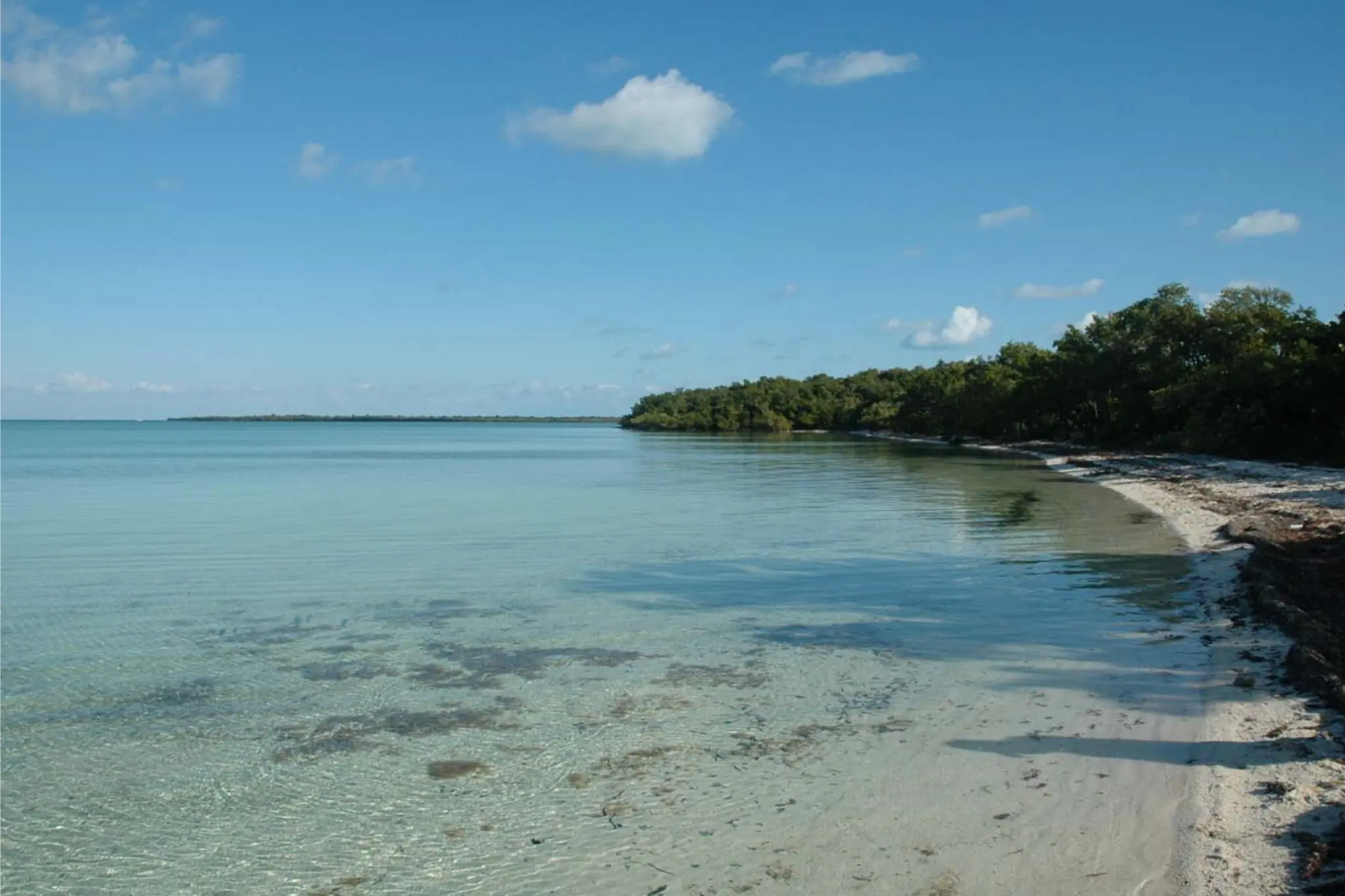 View of beach with clear water and trees in the background