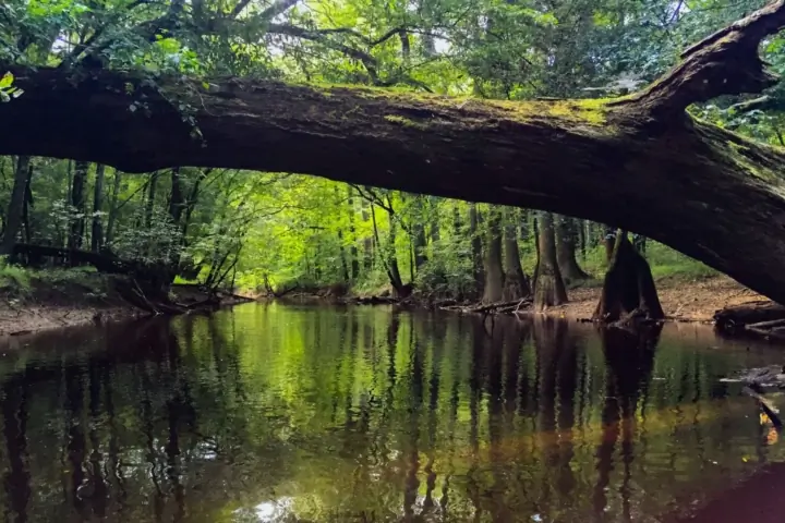 Creek in green forest with large tree branch crossing overhead