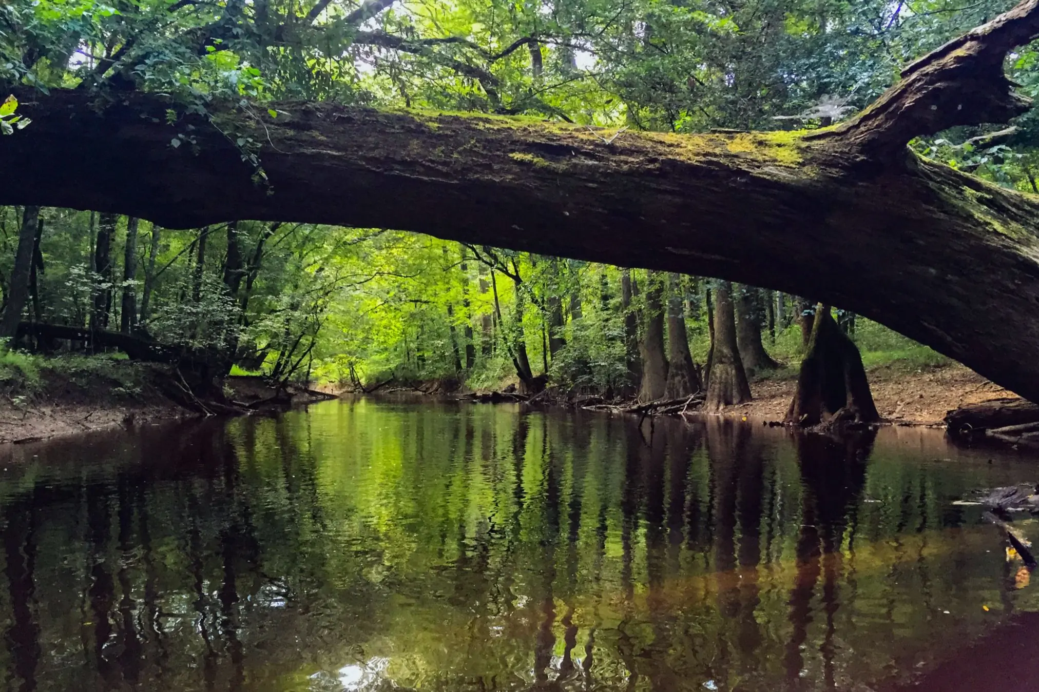 Creek in green forest with large tree branch crossing overhead