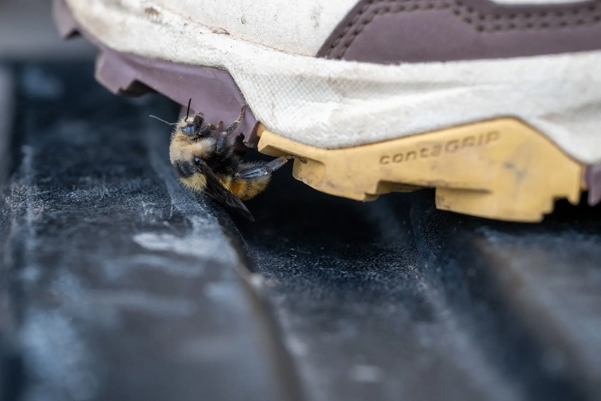 a bee on the X Ultra 5 GTX shoe