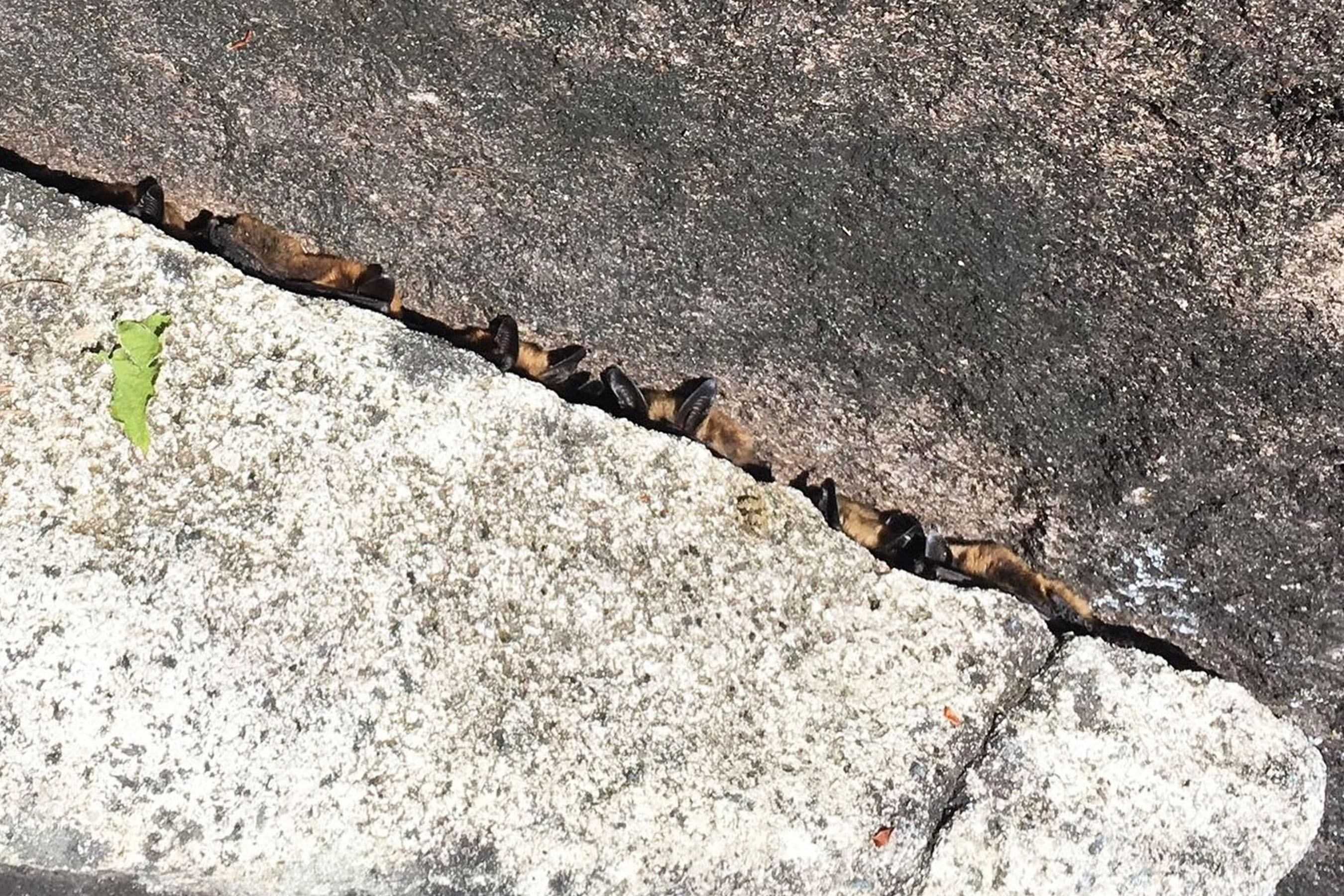 Climbers for bat conservation white nose syndrome