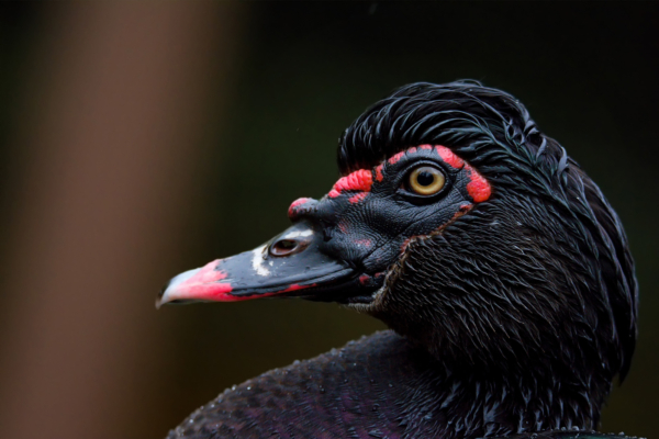 This Big, Bizarre-Looking Duck Is Making Down Gear Warmer, Longer-Lasting, and More Affordable