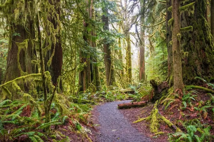 The,Marymere,Falls,Trail,In,Olympic,National,Park,,Usa
