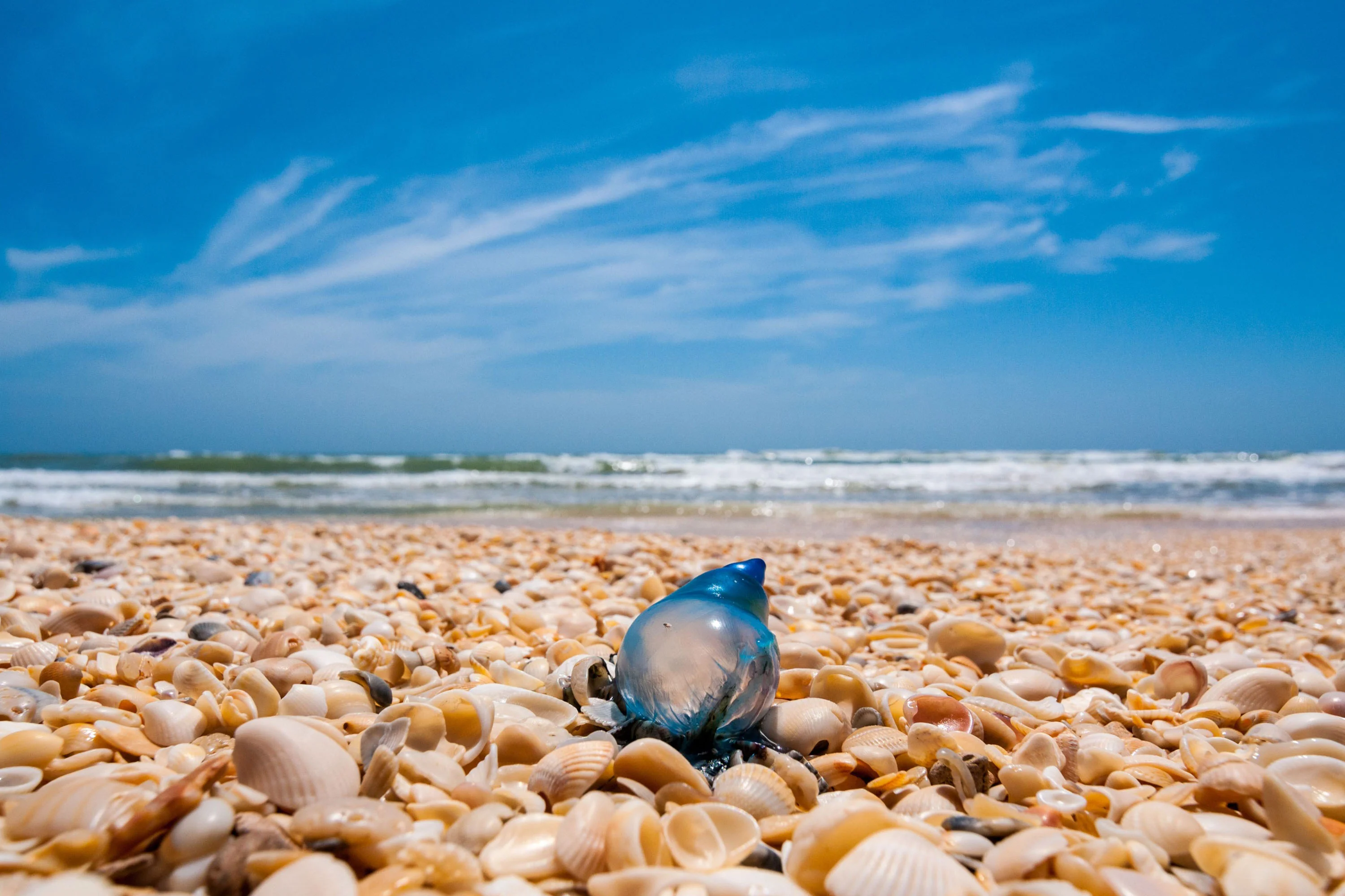 blue man o war jellyfish on seashells at padre island national seashore