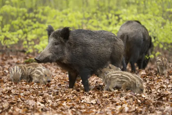 Federal Judge Orders Michigan Ranches to Eliminate Feral Hogs by 2026