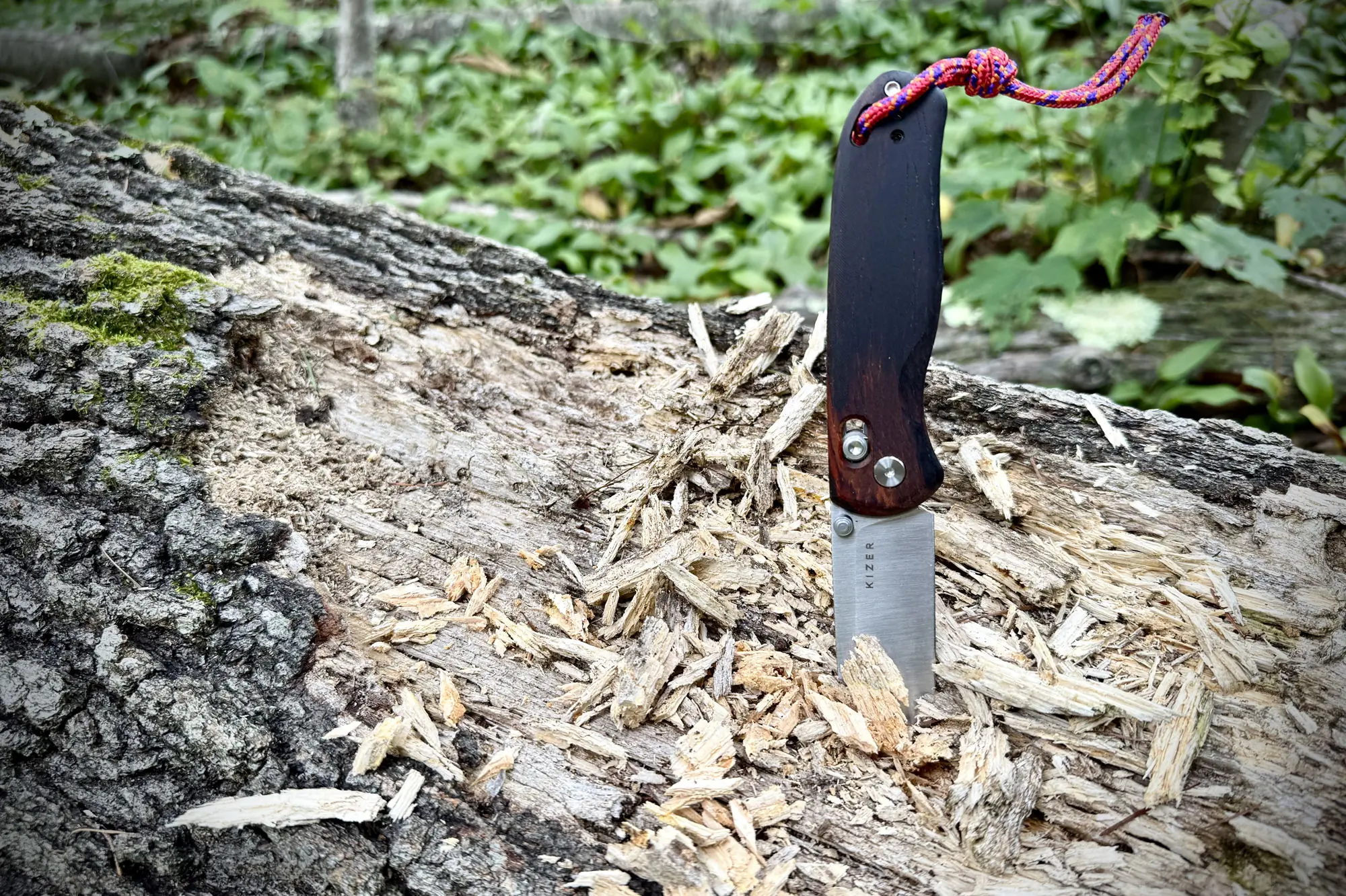 the Drop Bear in a tree