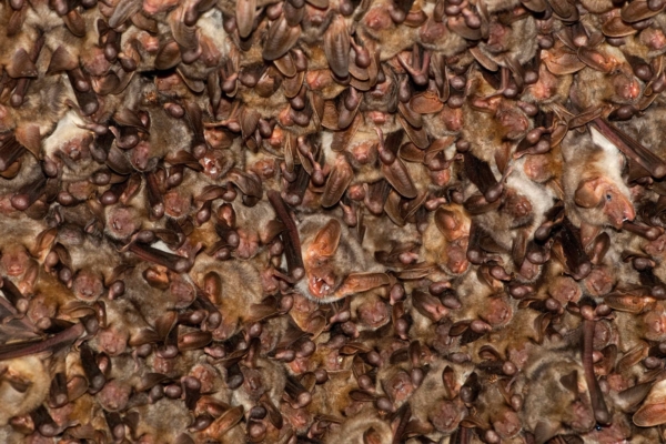 Bats in the Attic: NPS Contacts Grand Teton Lodge Guests for Rabies Risk Assessments