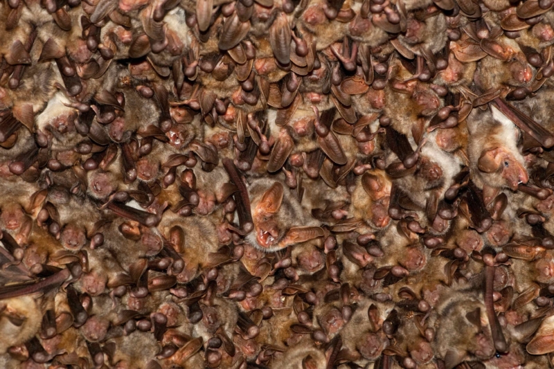 Bats in the Attic: NPS Contacts Grand Teton Lodge Guests for Rabies Risk Assessments