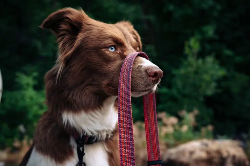 Cotopaxi for Canines: Brand Turns Leftover Fabrics Into Limited-Edition Pet Collection