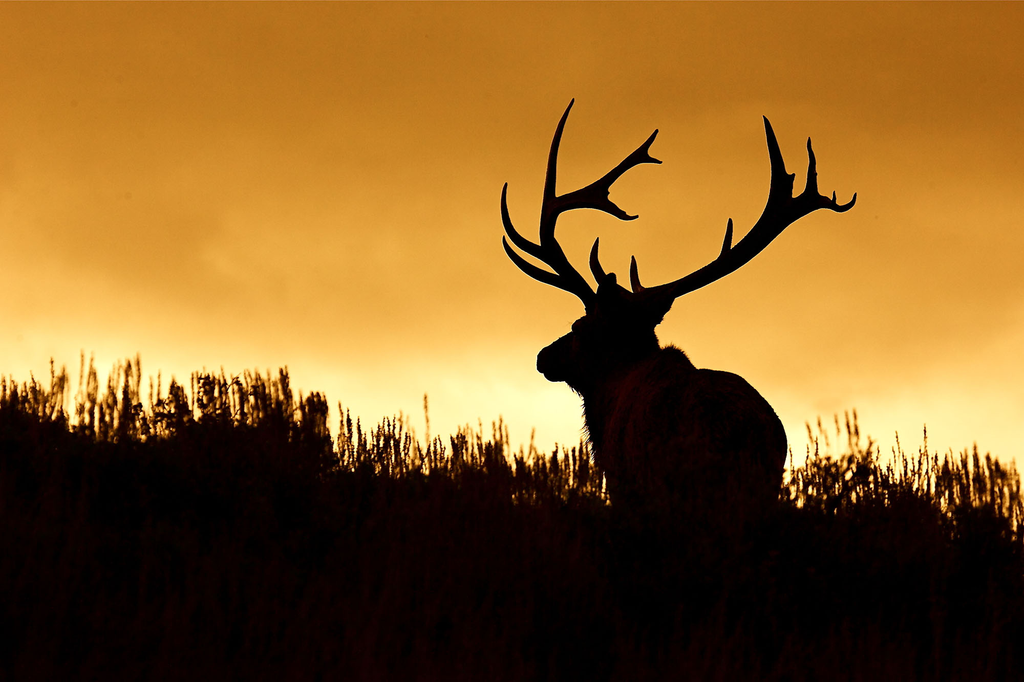 deer silhouette