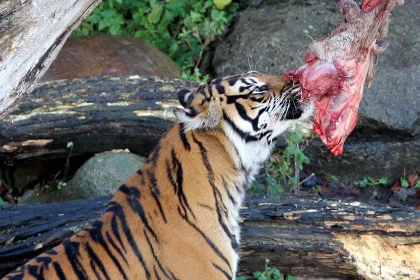 Tiger feeding at the Aalborg Zoo