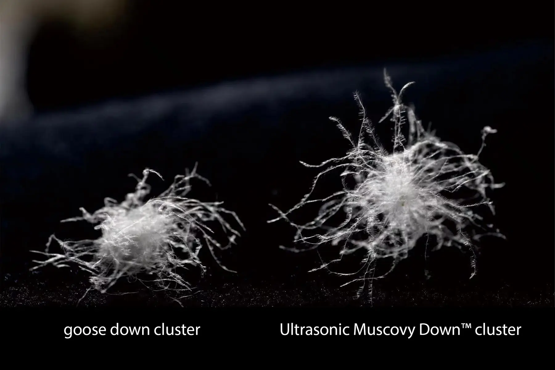 goose down cluster next to muscovy duck down cluster