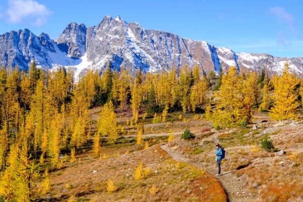 A,Woman,Hikes,Through,A,Forest,Of,Fall,Color,And