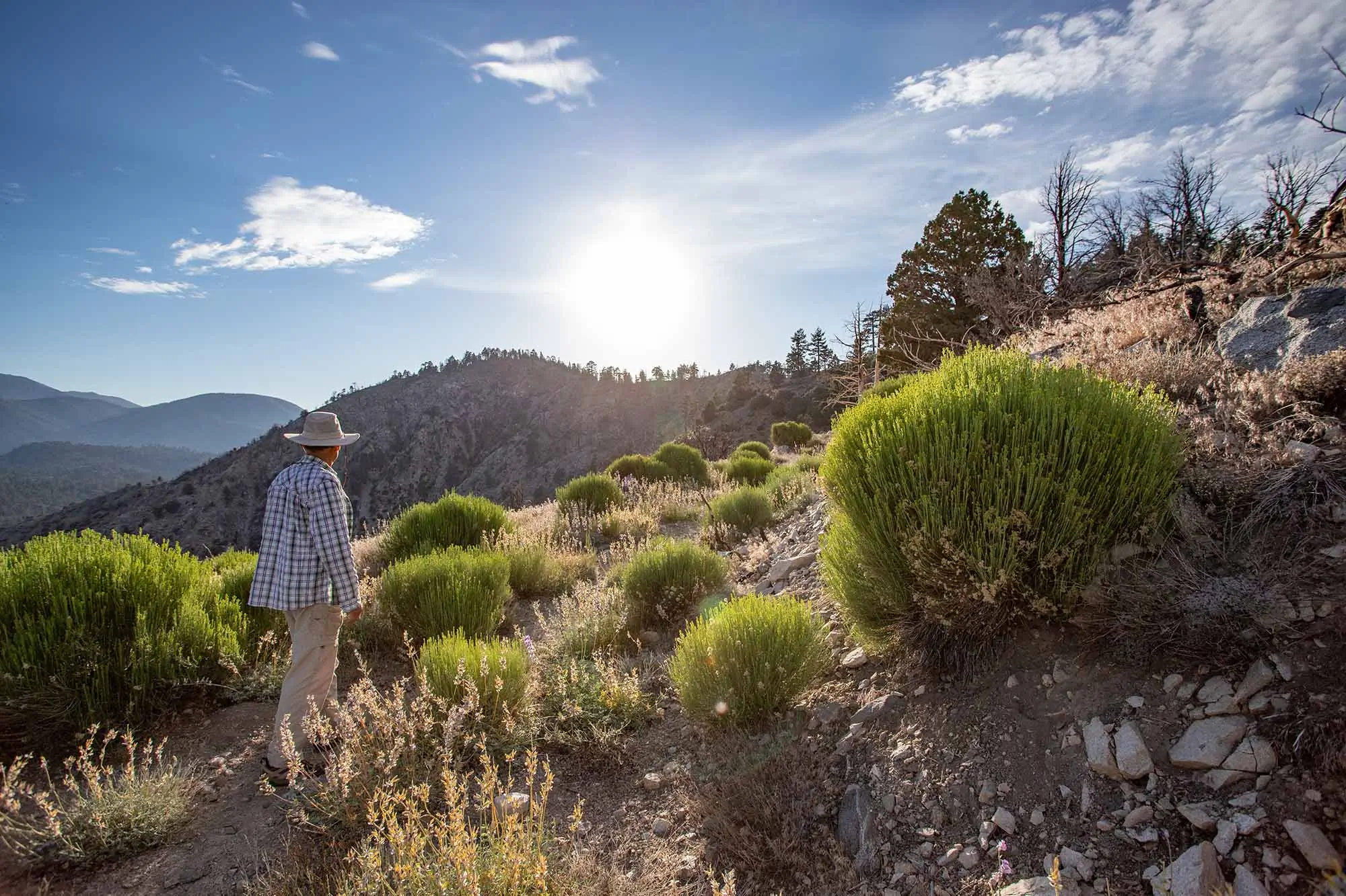 Hiker,On,Pacific,Crest,Trail,In,Late,Afternoon,Sun