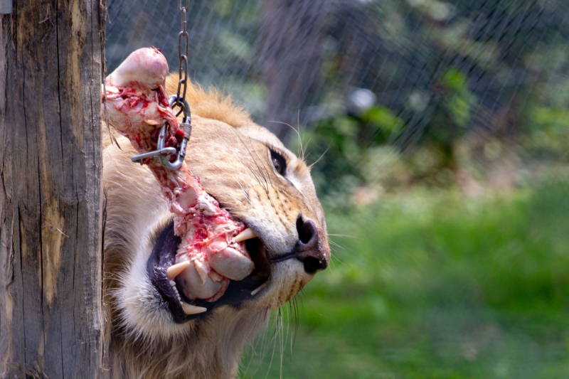 Your Pet Could Be Dinner: Danish Zoo’s Shocking New Offer