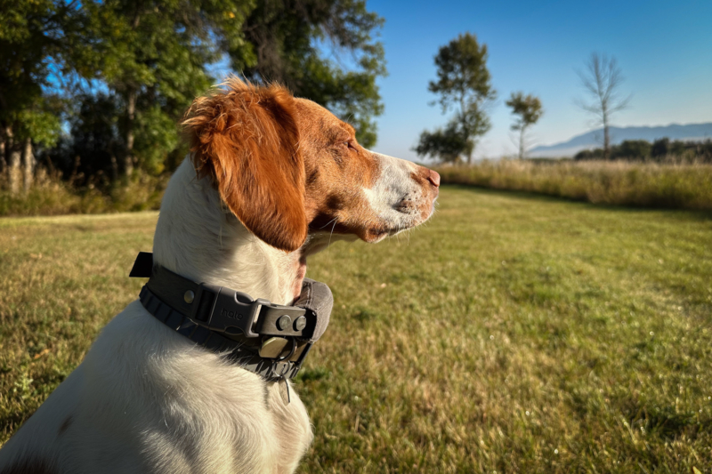 I Put a $599 Smart Collar on My Bird Dogs to See If It’s Worth It: Halo 5 Review