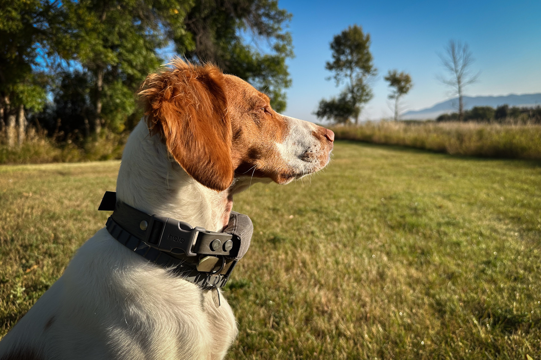 Halo Collar 5