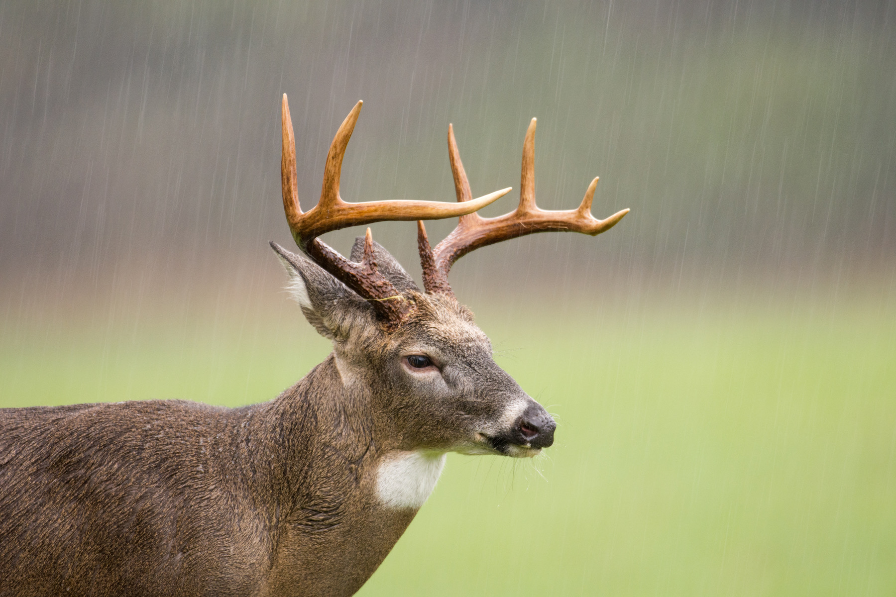 Whitetail Deer in Rain