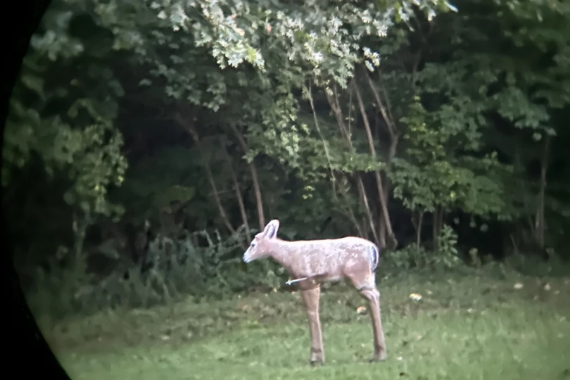 The image of a #D deer through binoculars with a 42mm objective lens