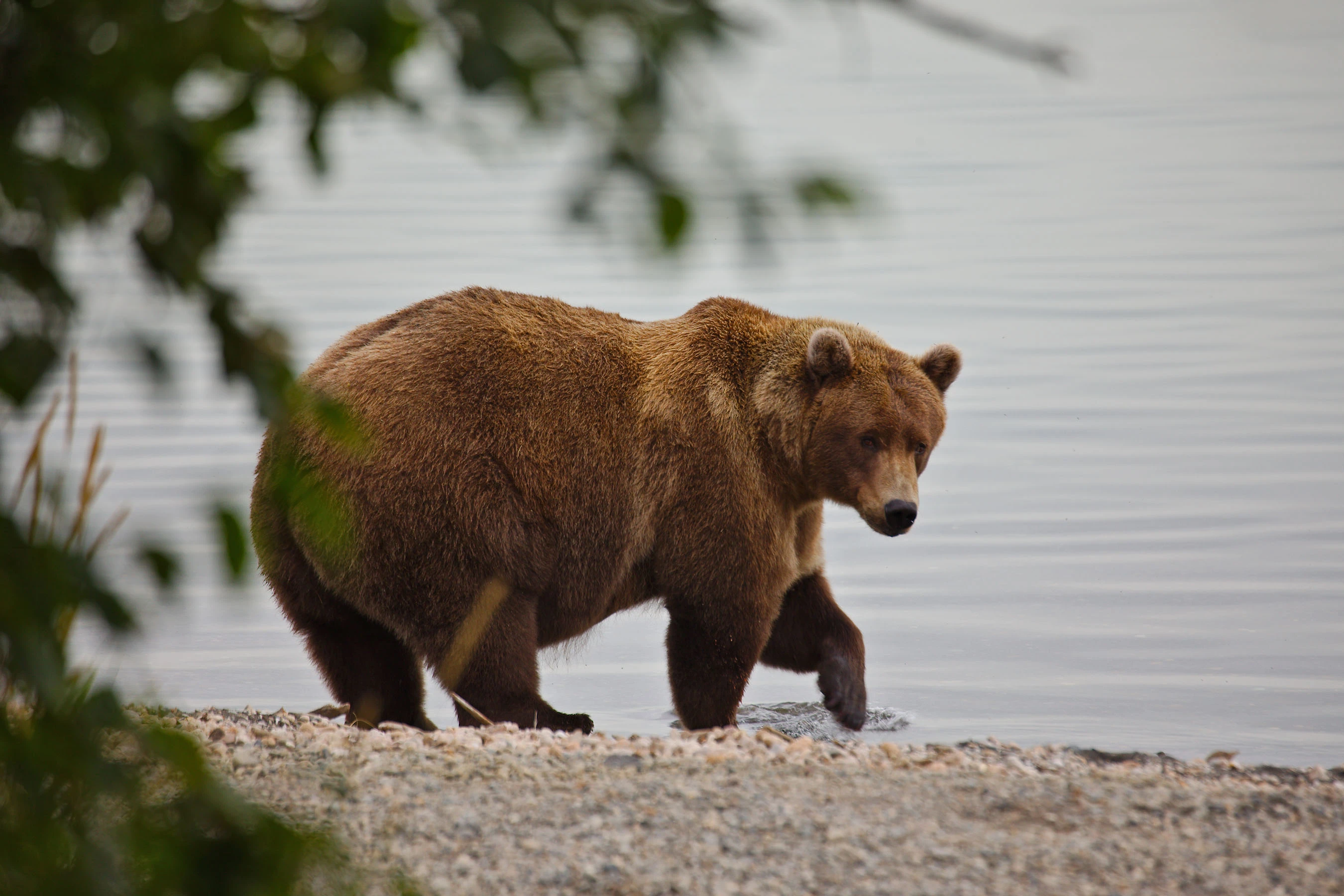 Fat Bear Week Is Here! Vote for Your Favorite Burly Bruin