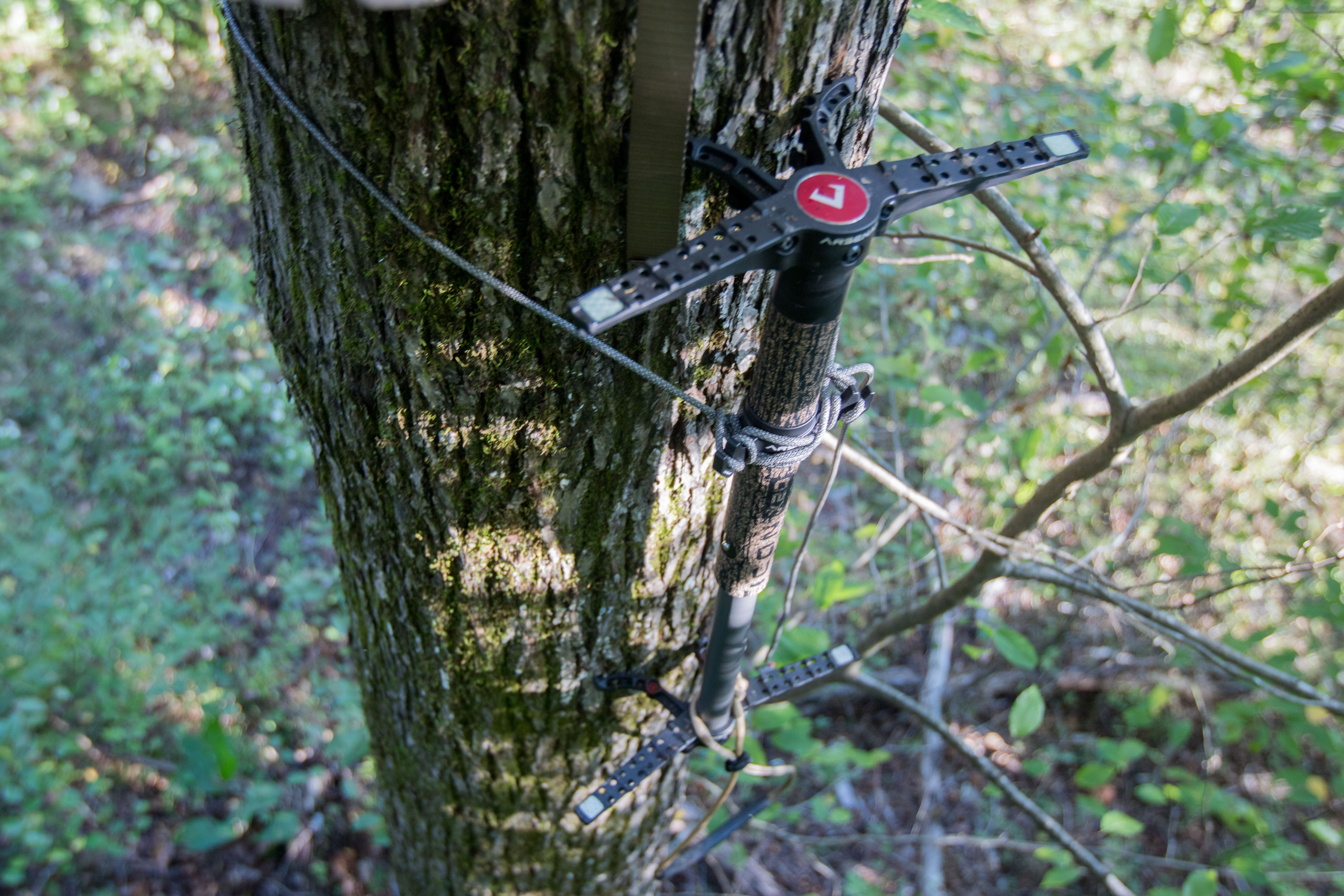 A climbing stick attached to a tree.
