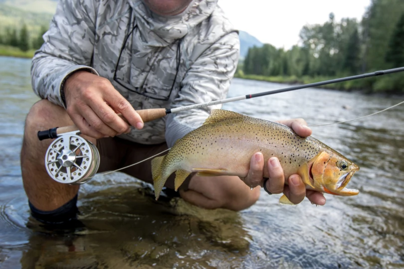 An angler holding a cutthroat trout and a fly rod.