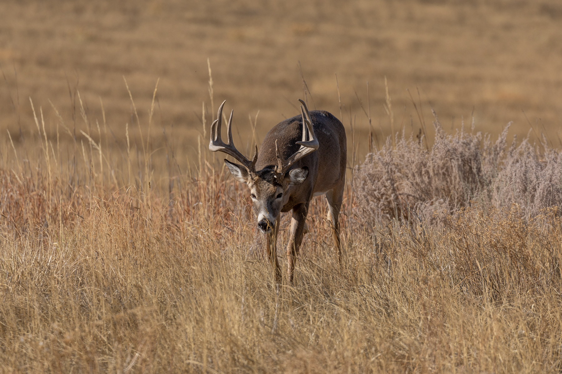 Whitetail Deer Rut