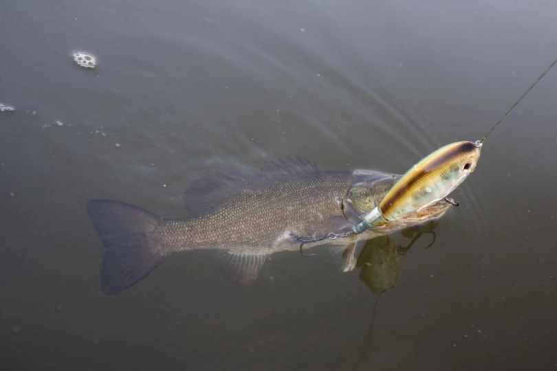 A bass near the surface of the water with the Berkley Screamin' Choppo in it's mouth.