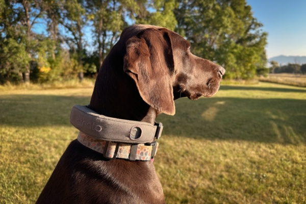 I Put a 9 Smart Collar on My Bird Dogs to See If It’s Worth It: Halo 5 Review