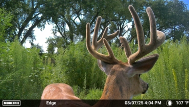 A buck in velvet is captured on a Moultrie Edge 3 trail camera. It stands up close to the camera and looks away.