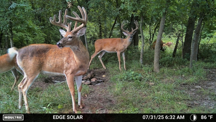 Three male deer in velvet are photographed on a Moultrie Edge 3 trail camera. The stand farther away from the camera and are looking to the left. 
