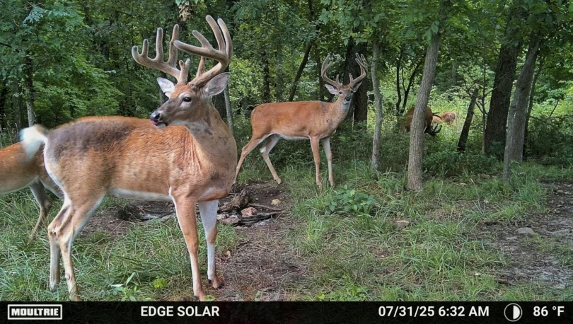 Three male deer in velvet are photographed on a Moultrie Edge 3 trail camera. The stand farther away from the camera and are looking to the left. 